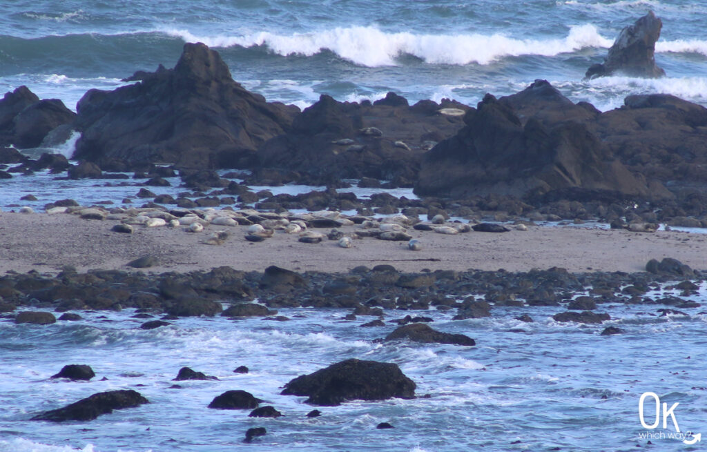 Simpson Reef at Cape Arago State Park in Oregon | OK Which Way