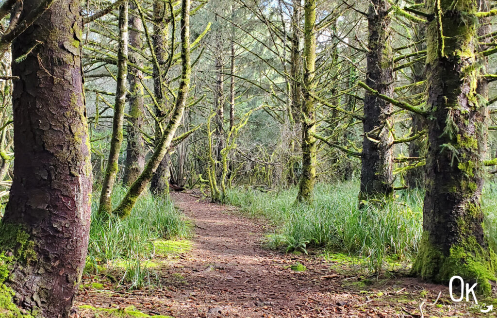 Hiking path at Crissey Field State Recreation Site in Oregon | OK Which Way