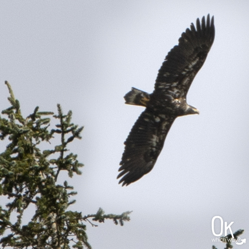 Juvenile Bald Eagle at Heceta Head Lighthouse | OK Which Way