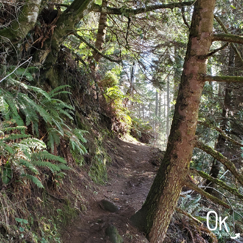 Trail to Natural Bridges overlook in Oregon | OK Which Way