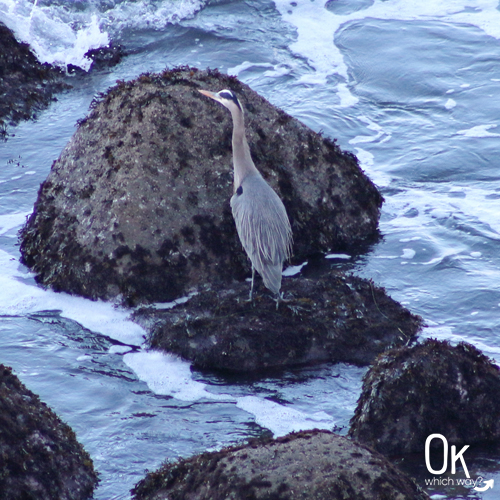 Great Blue Heron at Shore Acres State Park near Cape Arago | OK Which Way