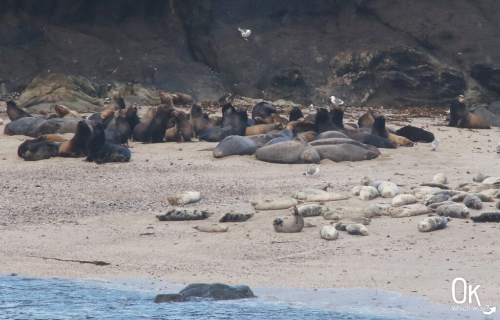 Sea lions and seals at Shore Acres State Park in Oregon | OK Which Way