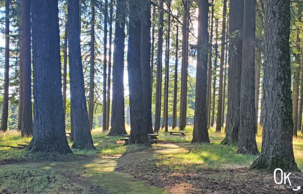 Fir Trees at Bald Peak State Scenic Viewpoint in Oregon | Ok Which Way