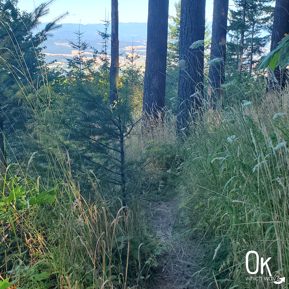 Short trail at Bald Peak State Scenic Viewpoint near Portland | Ok Which Way