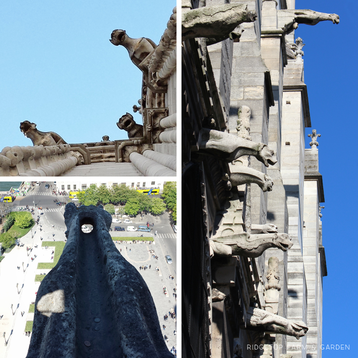 Notre Dame Cathedral gargoyles | Ok Which Way
