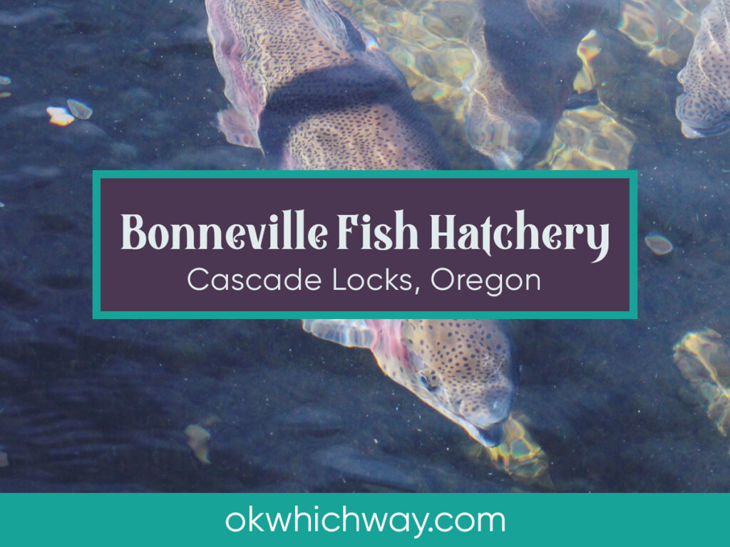 Visiting Bonneville Fish Hatchery in Oregon | OK Which Way