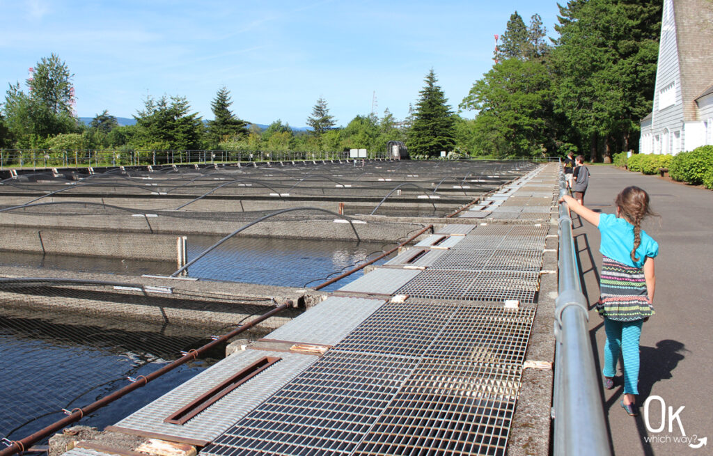 Bonneville Fish Hatchery rearing ponds | OK Which Way