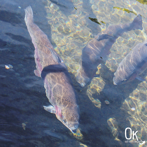 Visiting Bonneville Fish Hatchery in Oregon | OK Which Way