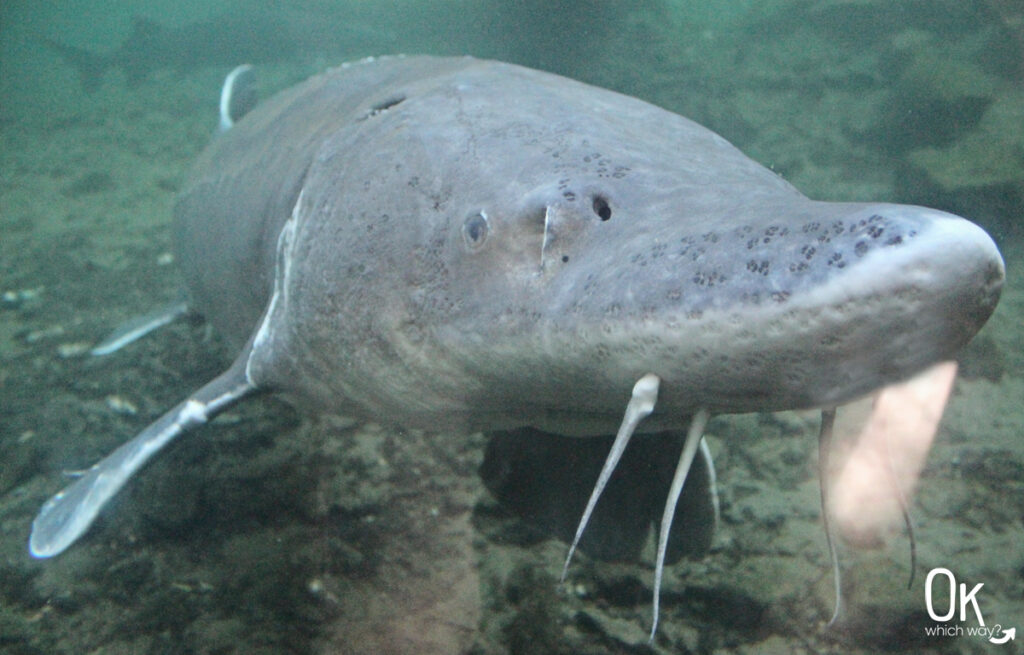 Bonneville Fish Hatchery sturgeon | OK Which Way