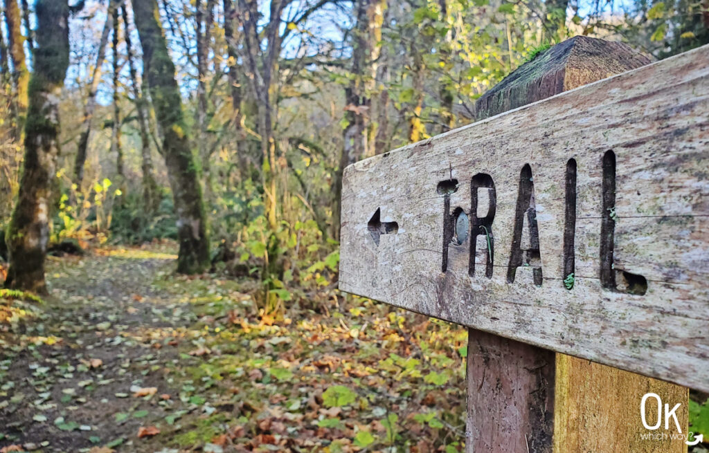 Charles Sprague Wayside in Tillamook State Forest in Oregon | Ok Which Way