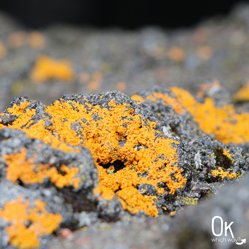 Dee Wright Observatory lichen | OK Which Way