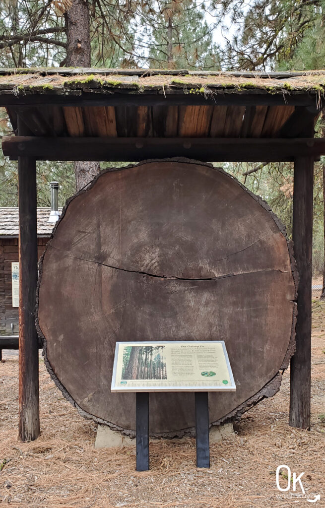 Douglas fir tree round at Collier Memorial State Park near Klamath Falls | OK Which Way