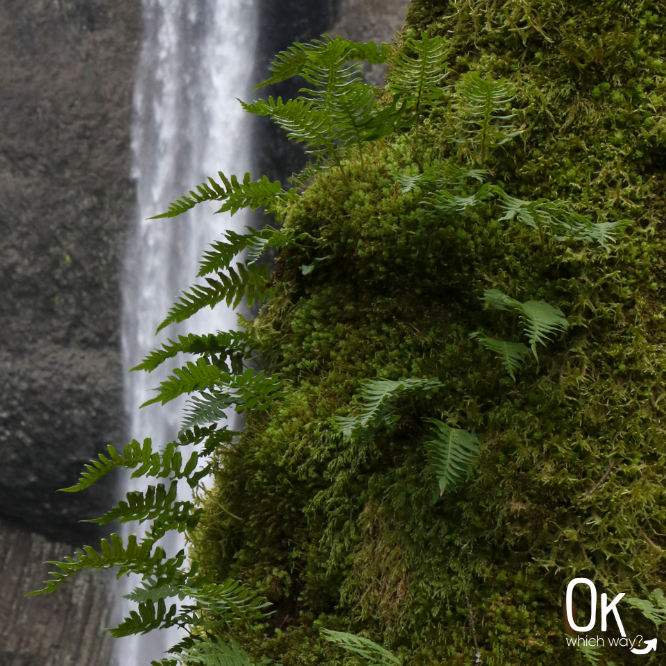 Latourell Falls fern | Ok Which Way