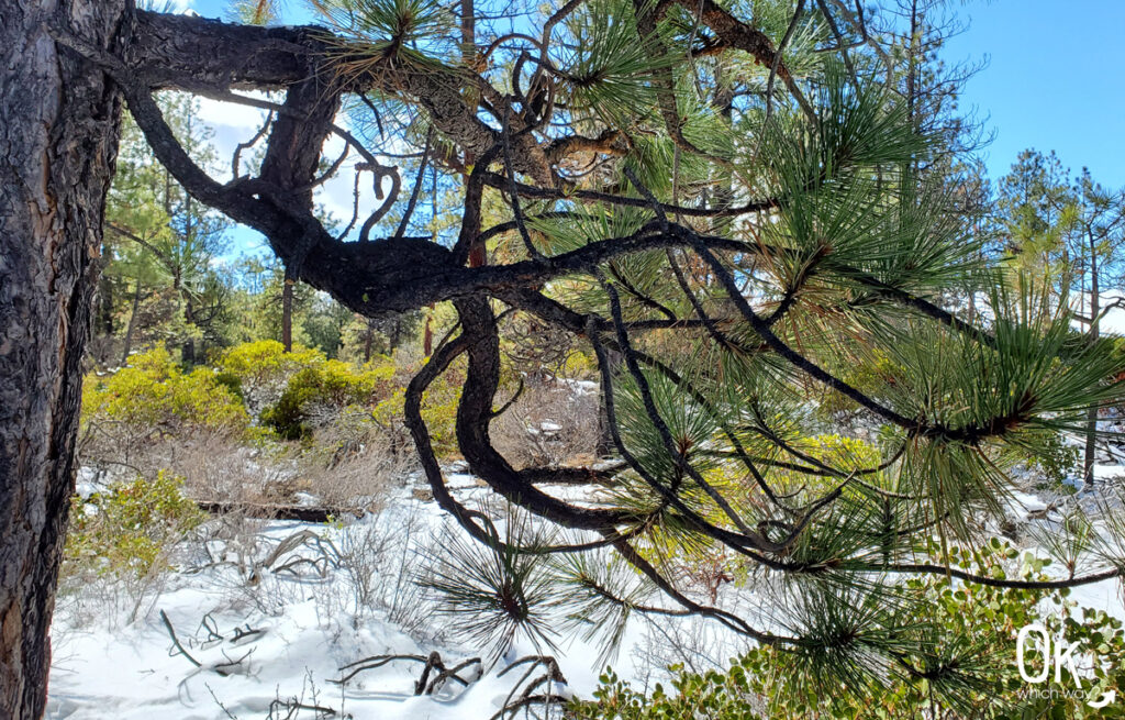 Whychus Creek Overlook Trail Review - OK Which Way