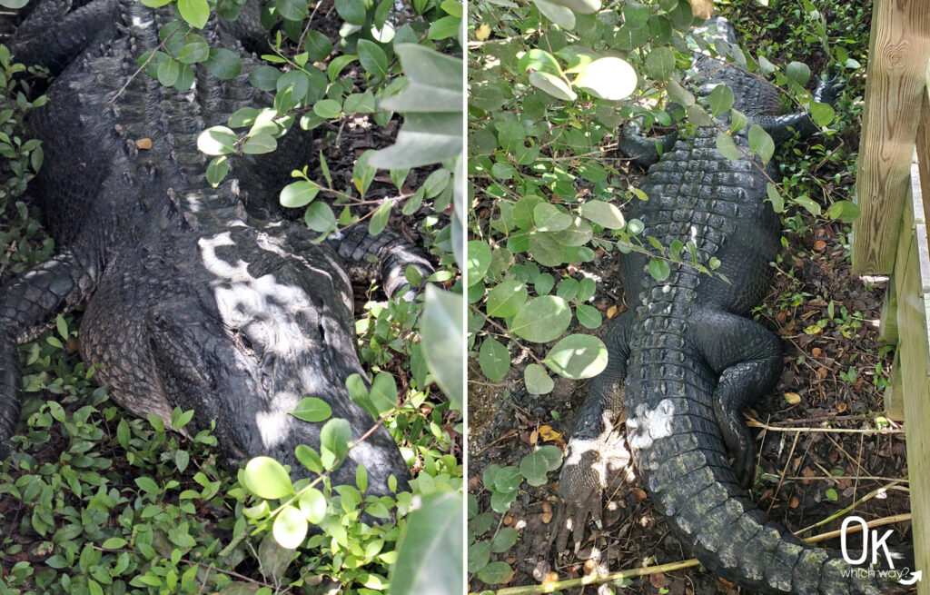 Alligator at the Anhinga Trail in Everglades National Park | OK Which Way