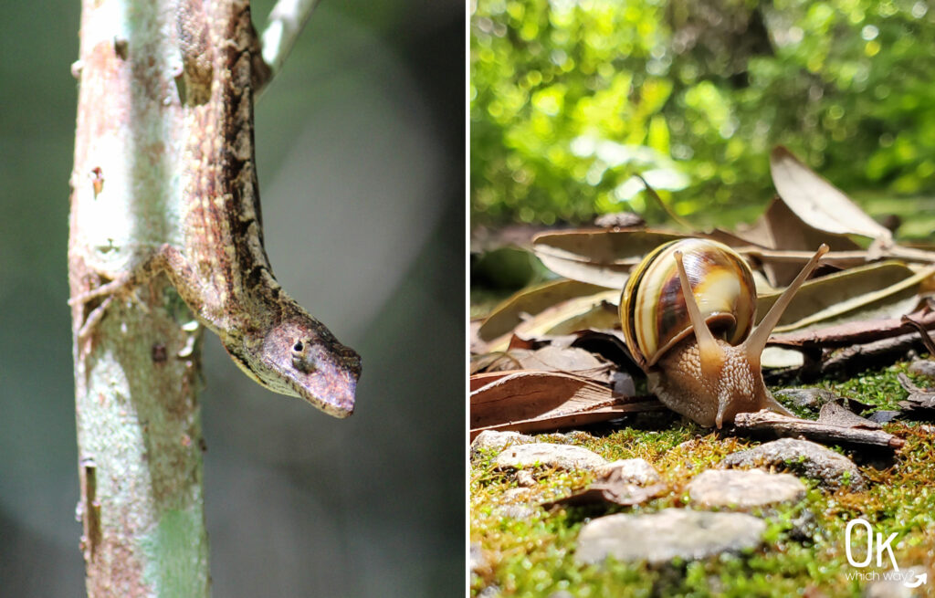 Lizard and snail at Everglades National Park | OK Which Way