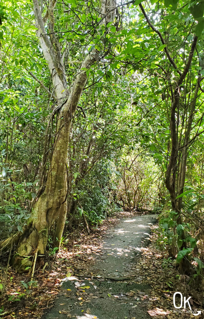 Gumbo Limbo Trail at Everglades National Park | OK Which Way