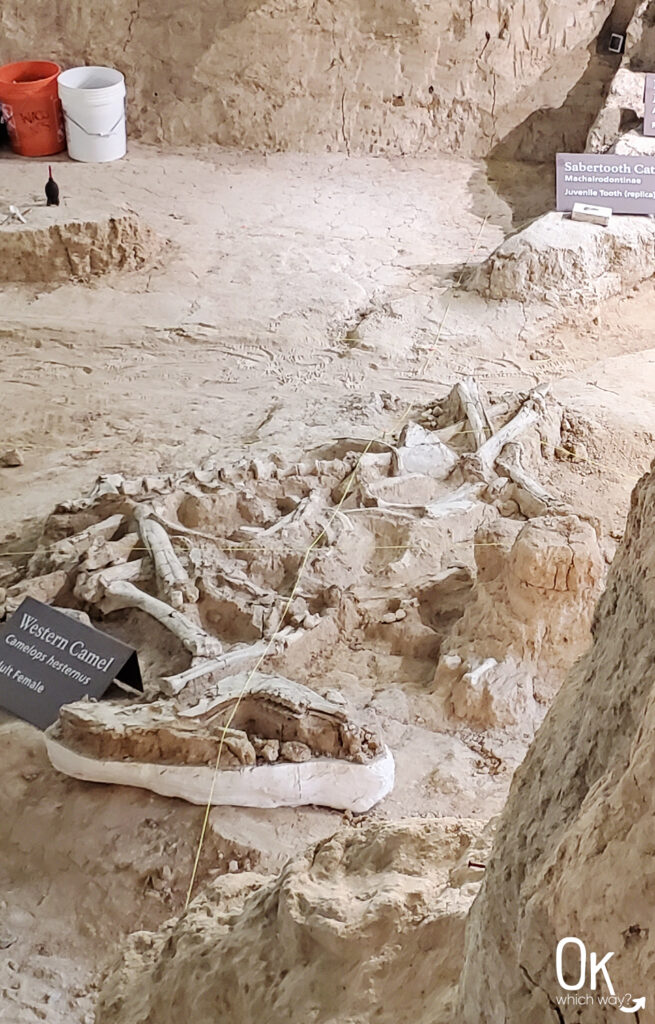 Western Camel fossils at Waco Mammoth National Monument | OK Which Way