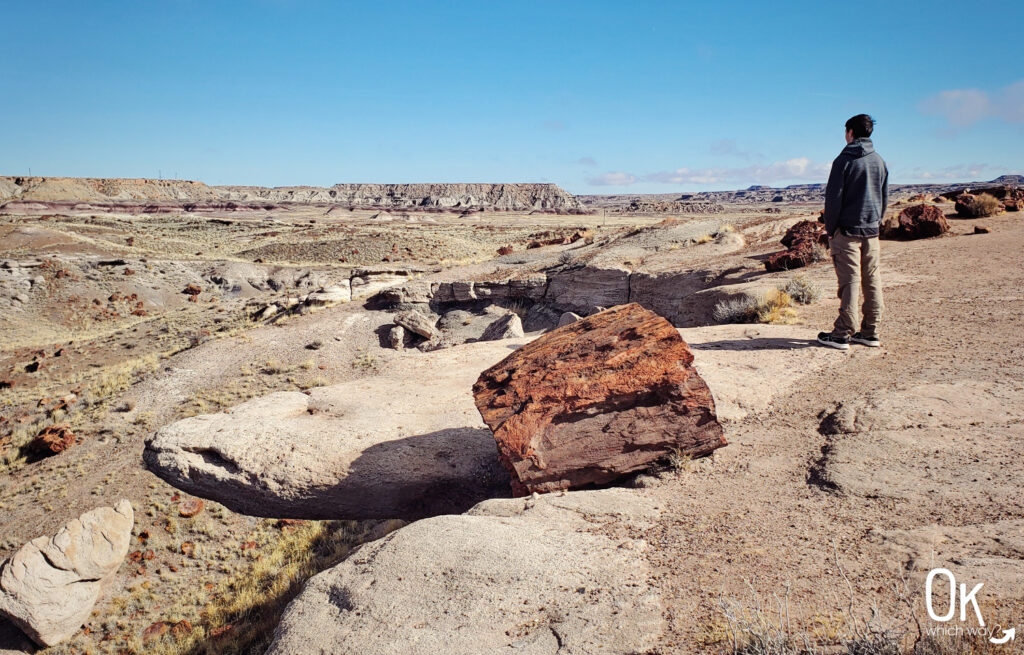 Giant Logs Trail at Petrified Forest National Park | OK Which Way