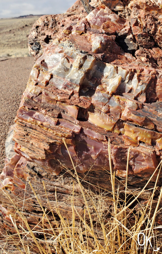 Petrified Wood at Petrified Forest National Park | OK Which Way