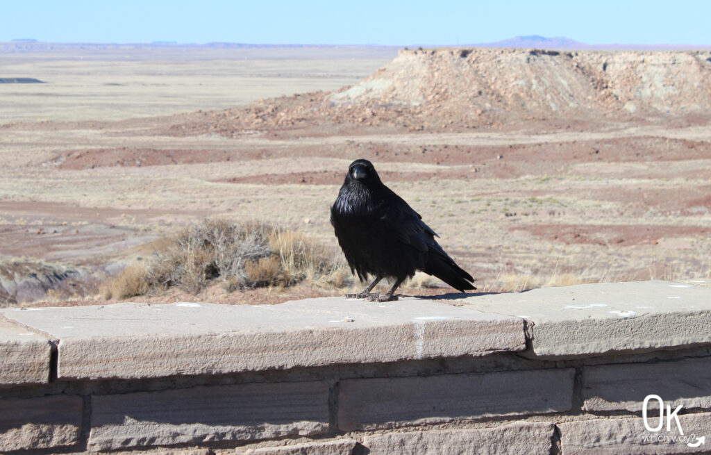 Jasper Forest at Petrified Forest National Park | OK Which Way