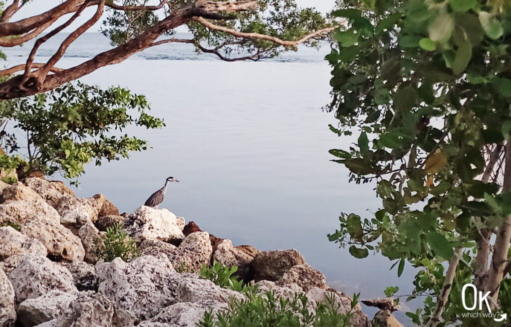 Bird at Biscayne National Park | OK Which Way