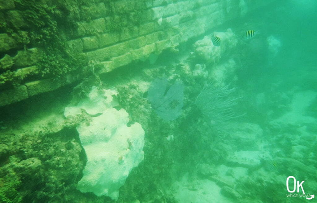 snorkeling at Dry Tortugas National Park | Ok Which Way