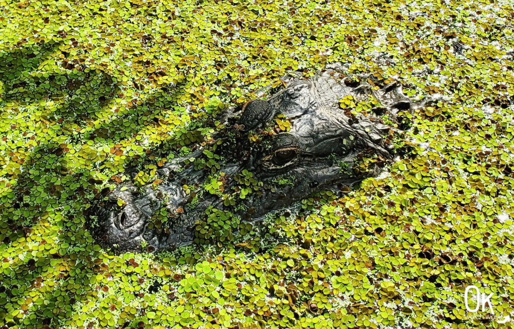 Alligator at Everglades National Park in Florida | OK Which Way