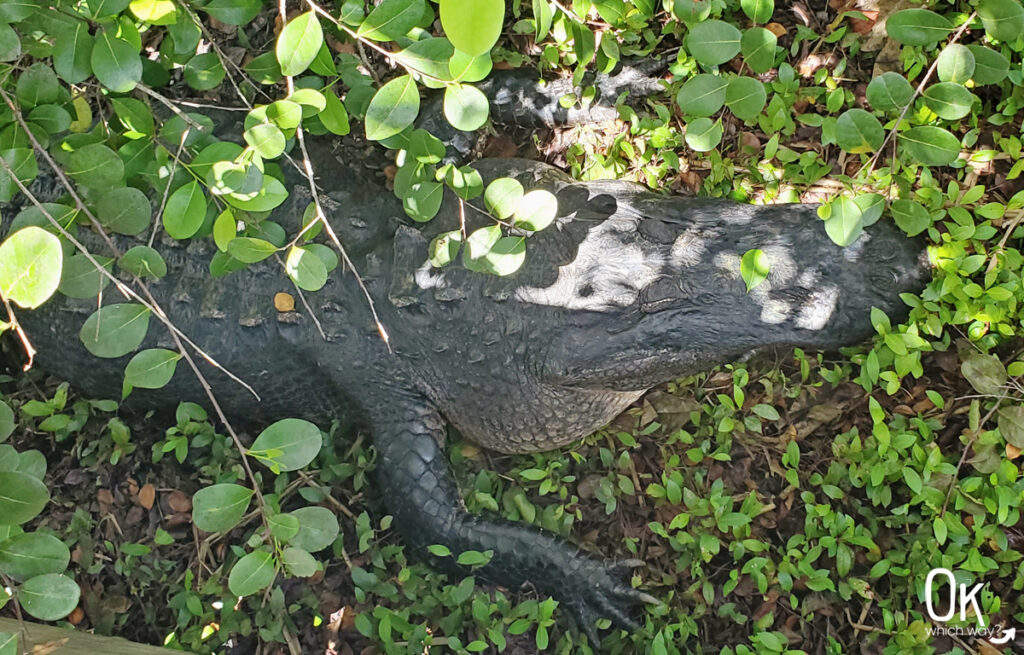 Alligator as seen from the Anhinga Trail in Everglades National Park  | OK Which Way