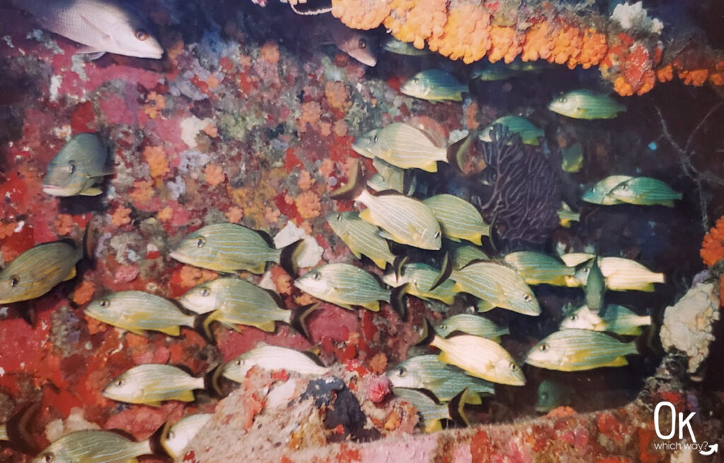 Scuba diving in Key Largo | OK Which Way