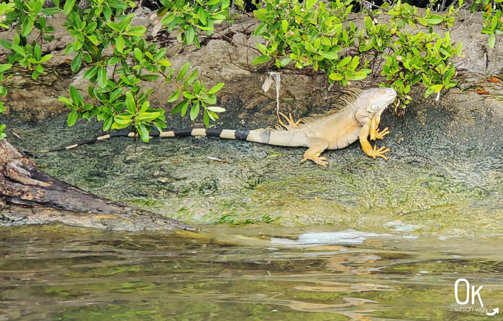 Iguana in Key West | OK Which Way