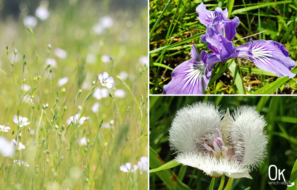 Mount Pisgah Summit Trail wildflowers in Oregon | OK Which Way