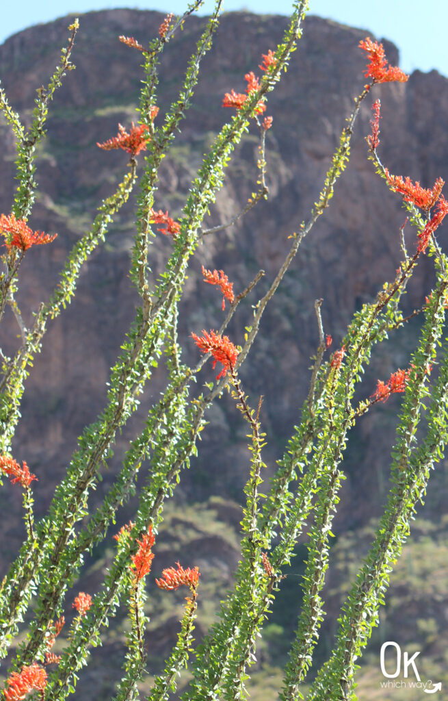 Ocotillo blooming at Picacho Peak State Park in Arizona | OK Which Way