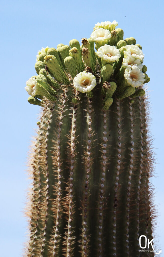 Saguaro blooming at Picacho Peak State Park in Arizona | OK Which Way