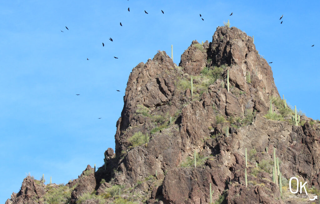 Black Vultures at Picacho Peak State Park in Arizona | OK Which Way