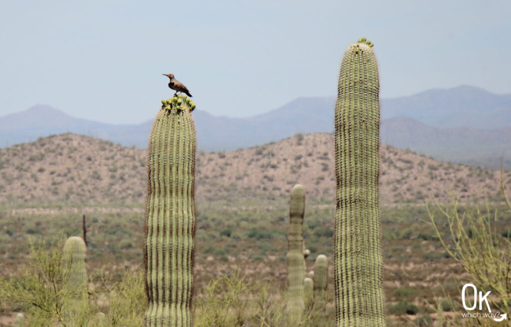 Flicker and saguaro at Picacho Peak State Park | OK Which Way