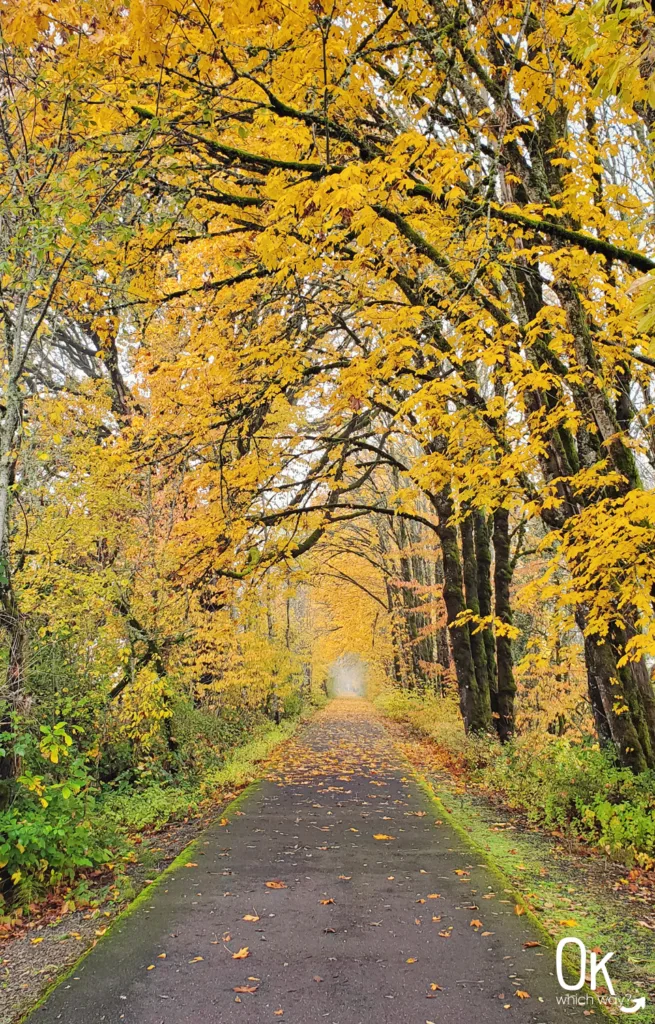 Autumn on the Banks-Vernonia State Trail | OK Which Way