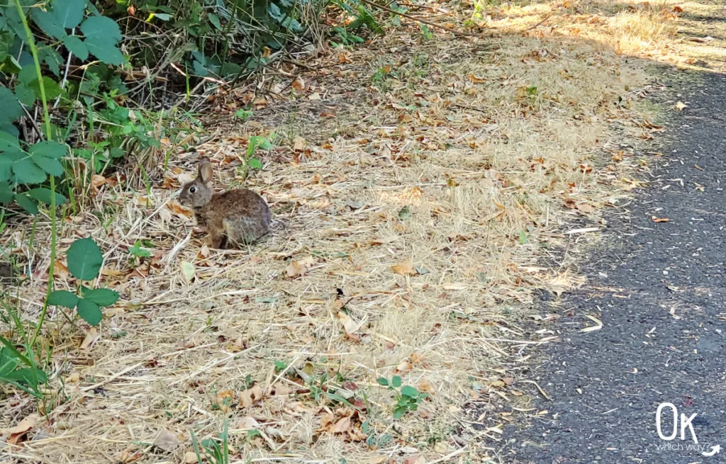 Rabbit near the Banks-Vernonia State Trail | OK Which Way