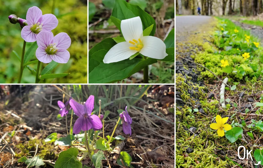 Banks-Vernonia State Trail spring wildflowers trillium | OK Which Way