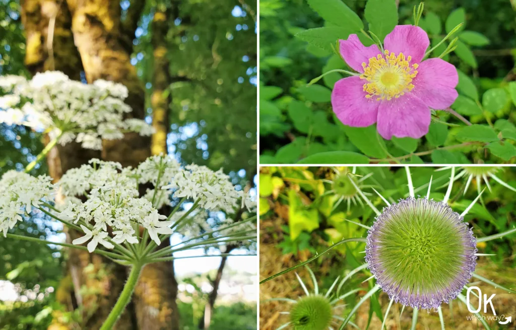 Banks-Vernonia State Trail nootka rose | OK Which Way