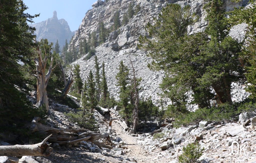 Glacier Trail in Great Basin National Park | OK Which Way