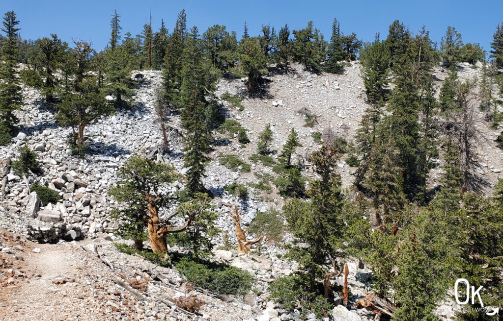 Hiking the Bristlecone Trail in Great Basin National Park | OK Which Way