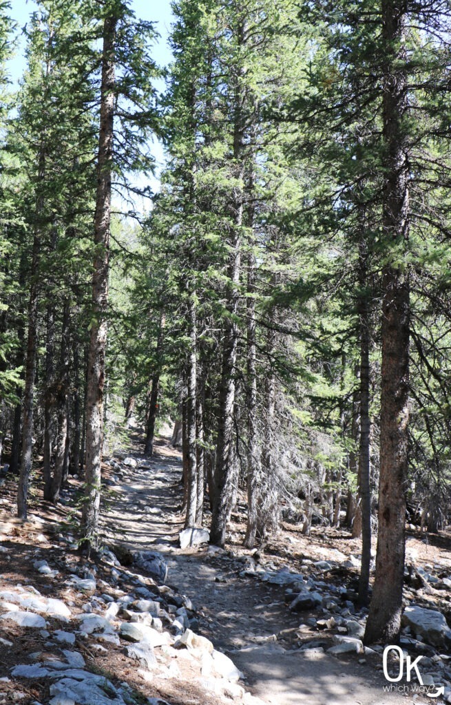 Bristlecone Trailhead in Great Basin National Park | OK Which Way