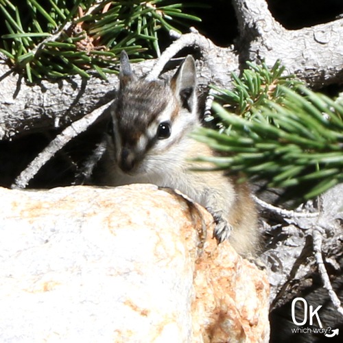 Chipmunk at Great Basin National Park | OK Which Way