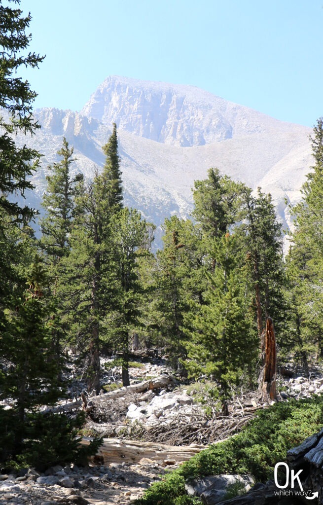 Bristlecone Trail in Great Basin National Park | OK Which Way