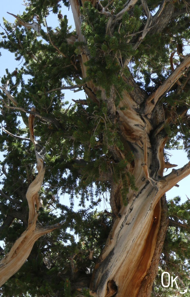Bristlecone in Great Basin National Park | OK Which Way