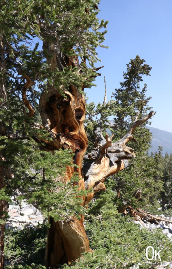 Bristlecone pine tree in Great Basin National Park | OK Which Way