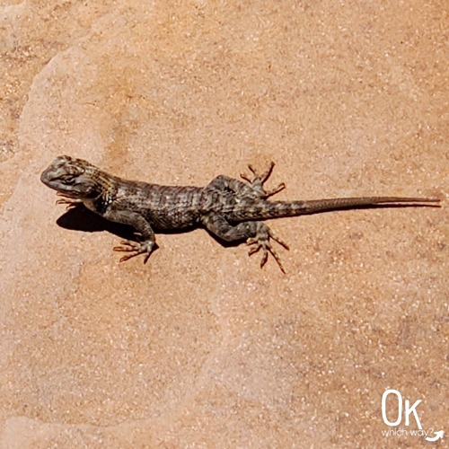 Lizard Horseshoe Bend overlook | OK Which Way