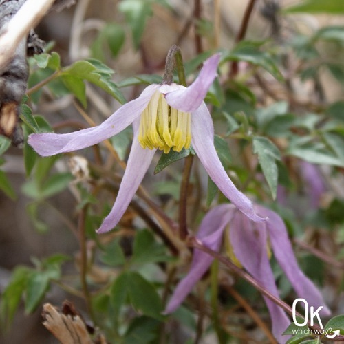 Clematis along Mossy Cave Trail at Bryce National Park | OK Which Way