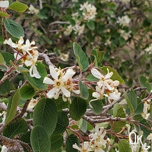 Utah Serviceberry at Mossy Cave Trail in Bryce National Park | OK Which Way